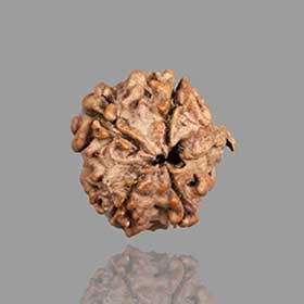 4 Mukhi