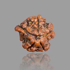 5 Mukhi