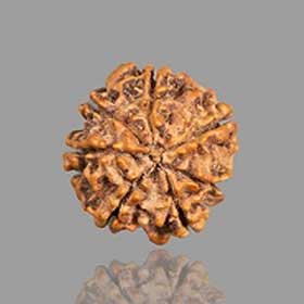 7 Mukhi