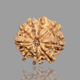 9 Mukhi